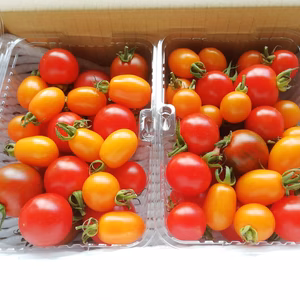 今だけ限定【朝採り直送】無農薬トマトミックス