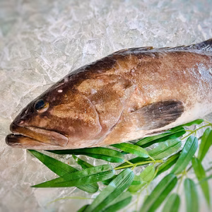 【年末年始】養殖クエ　一本もの