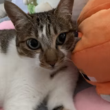 みーほーいーちー