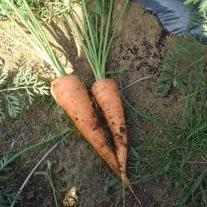 ニンジン　無農薬　3キロ