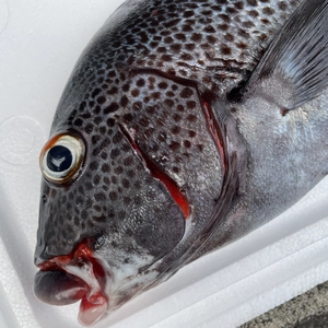 【魚突き】アジアコショウダイ2.3kg 鱗、下処理済み