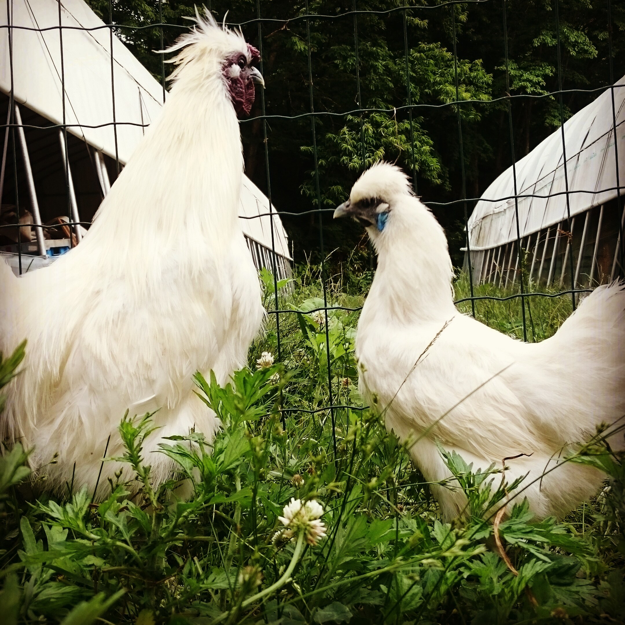 至福のたまご 純粋烏骨鶏のたまご 平飼い有精卵 農家漁師から産地直送の通販 ポケットマルシェ