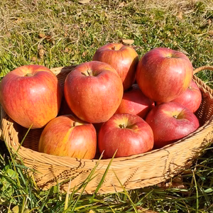 信州産香り爽やか　あいかの香り箱入(10～12玉入)～