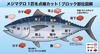 富山の天然本マグロ　ブロック(皮付き)−60℃冷凍　　半身6分割　選べる部位