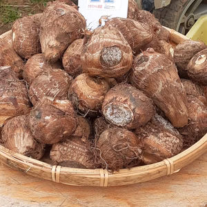 訳あり❣里芋(土垂)　箱込み２ｋｇ❕　2点限り