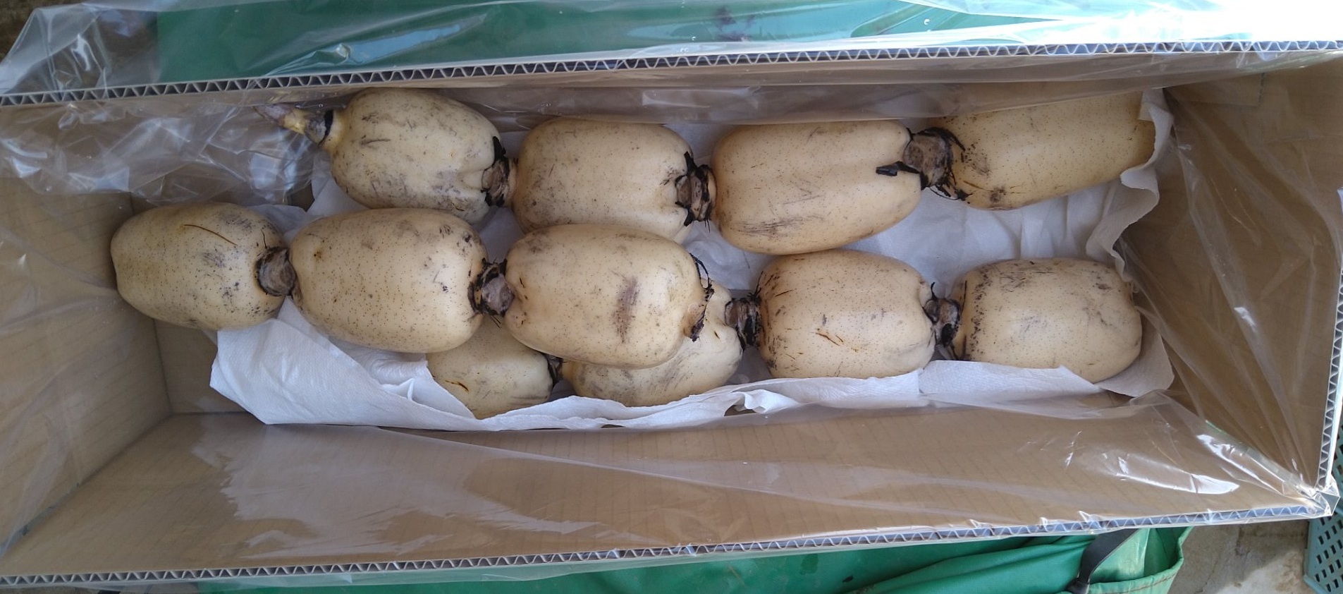 れんこん 茨城県産 3キロ 蓮根 3ｋｇ レンコン｜野菜の商品詳細｜ポケットマルシェ｜産直(産地直送)通販 - 旬の果物・野菜・魚介をお取り寄せ