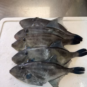 本日限定‼️ 朝どれカワハギ‼️5匹セットで２キロ