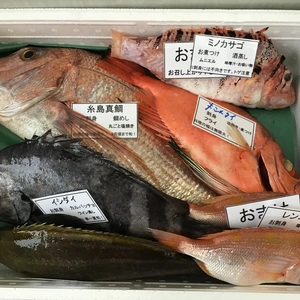 終了間近‼️夏ギフト！7月限定予約！糸島真鯛1匹と漁師おまかせ鮮魚2匹セット！