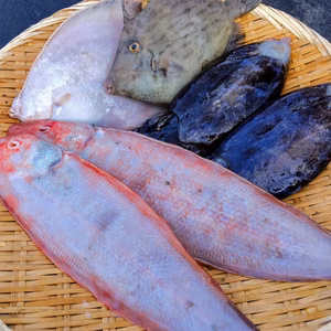 漁師お任せ魚の詰め合わせセット　2㌔以上（下処理済）