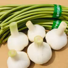 期間・数量限定！くわはら農園の生にんにく(新にんにく)とにんにくの芽セット