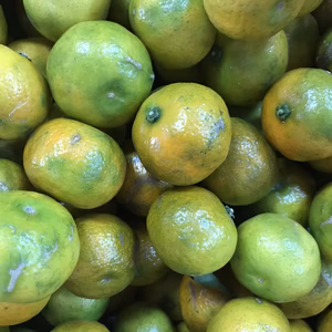 【栽培期間中農薬不使用】熊本産シークワーサー