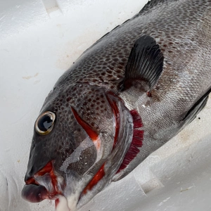 【魚突き】アジアコショウダイ1.7kg 鱗、下処理済み