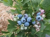 【６月中旬～８月中旬まで】完熟！幸せブルーベリーと夏野菜５品種のセット