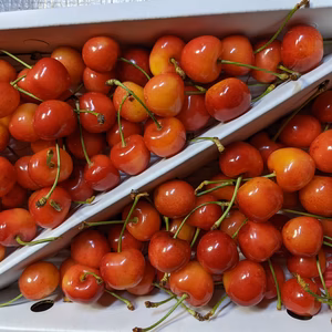 さくらんぼ紅秀峰700g