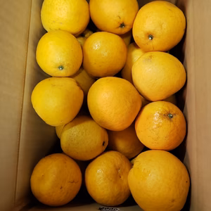 Yuri様専用　訳ありレモン４㌔　河内晩柑約9.5㌔
