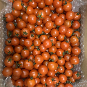 【規格外！ご自宅用・数量限定】完熟ミニトマトアルル1kg 〜2kg