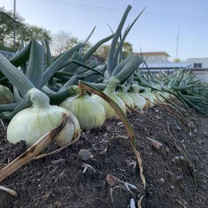 野菜セット特別企画❣️新玉ねぎと玉ねぎ10kgにたっぷり野菜入り