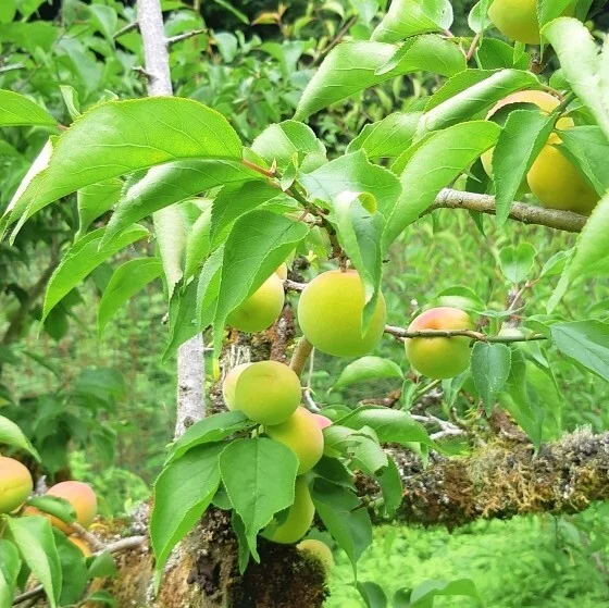 【６月中旬から発送】青梅（南高）Lサイズ(梅酒、梅ジュース、梅干)