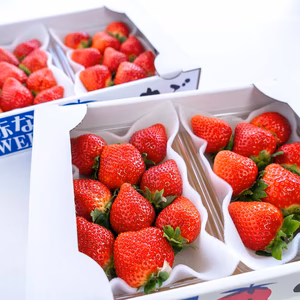 【甘さで勝負！】食べ比べセット！恋ひめ・恋みのり