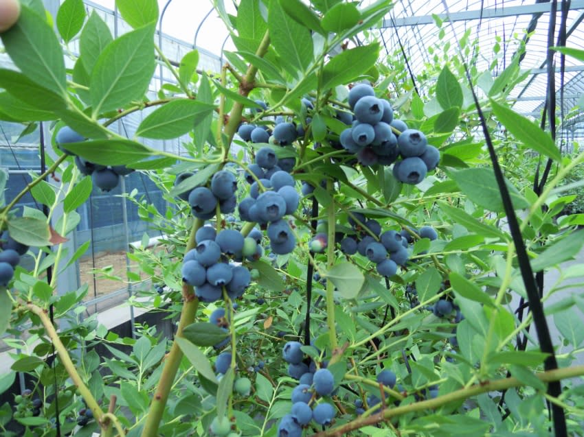 使い方いろいろ 冷凍ブルーベリー 農家漁師から産地直送の通販 ポケットマルシェ