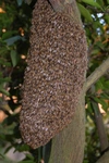 日本蜜蜂の巣蜜＆蜜ろう