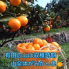 有田みかん　5kg　※北海道・沖縄 不可です。送料無料(´ε｀ )