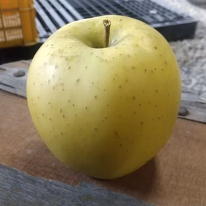 減農薬信州麻績村産シナノゴールド