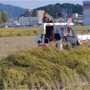 岐阜県特産ハツシモ白米10kg（特別栽培米）令和7年度産