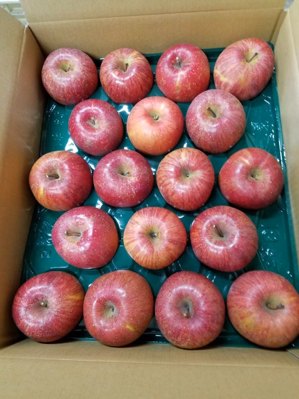 長野県飯綱産(旧牟礼村) サンふじ家庭用  小玉