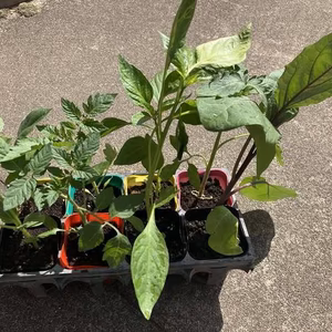 【プロが育てた自信を持って薦められる】野菜苗