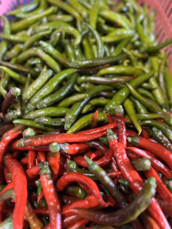 群馬県東吾妻町産　生唐辛子 300g