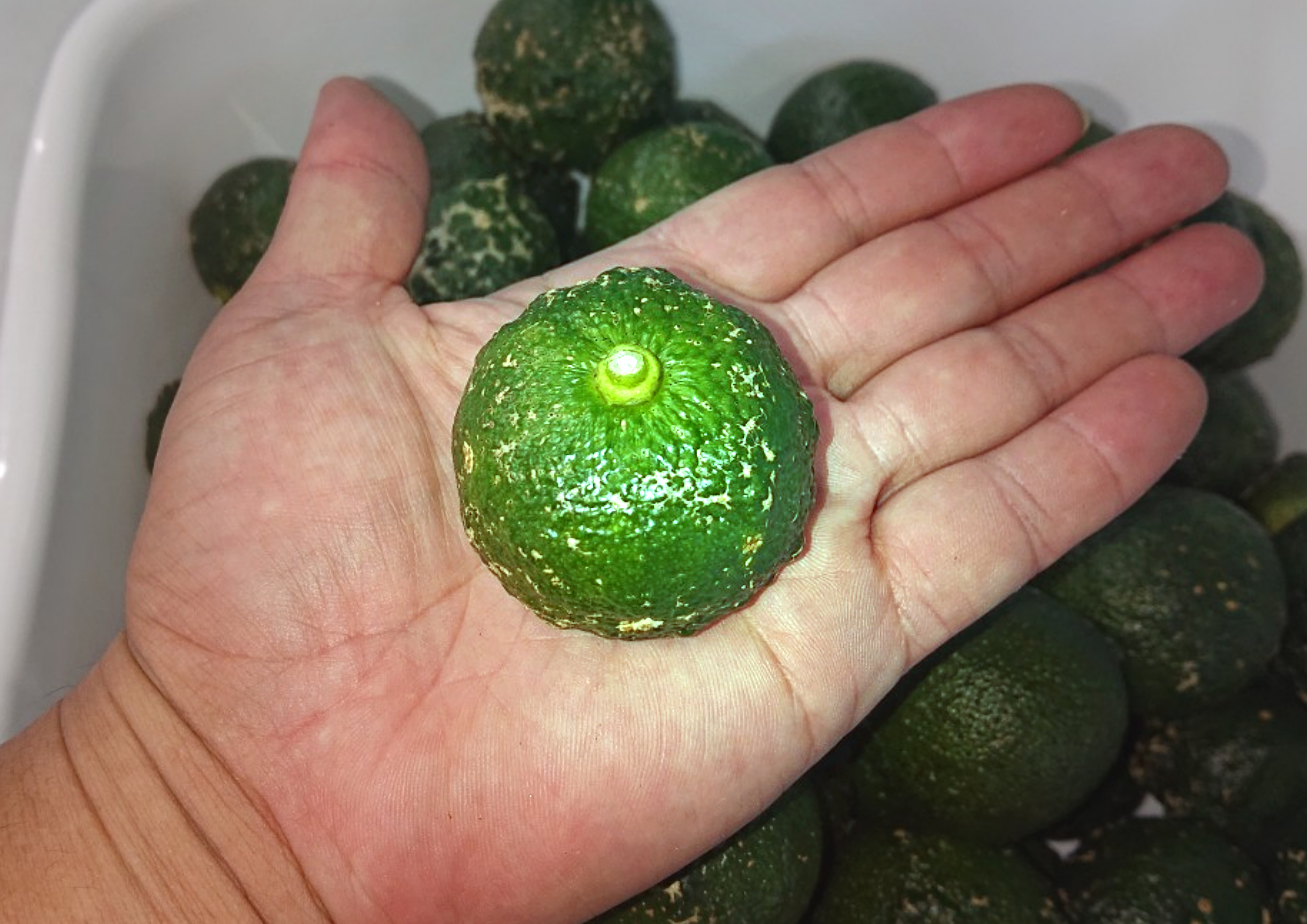 めちゃ訳アリ青ゆず 1kg~(13個前後)本場高知県産! めちゃ訳アリ青ゆず玉2kg・20〜40