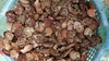 アカザラ貝（小）　ホタテ養殖の厄介者　未利用貝