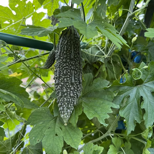 ゴーヤ(無農薬・有機肥料のみ使用)