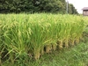新米 無農薬と変わらない!?? 米粒が光る棚田米 玄米4kg 特別栽培コシヒカリ