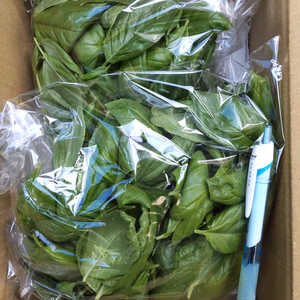 爽やか朝採りバジル200グラム（農薬、化学肥料は使用していません）