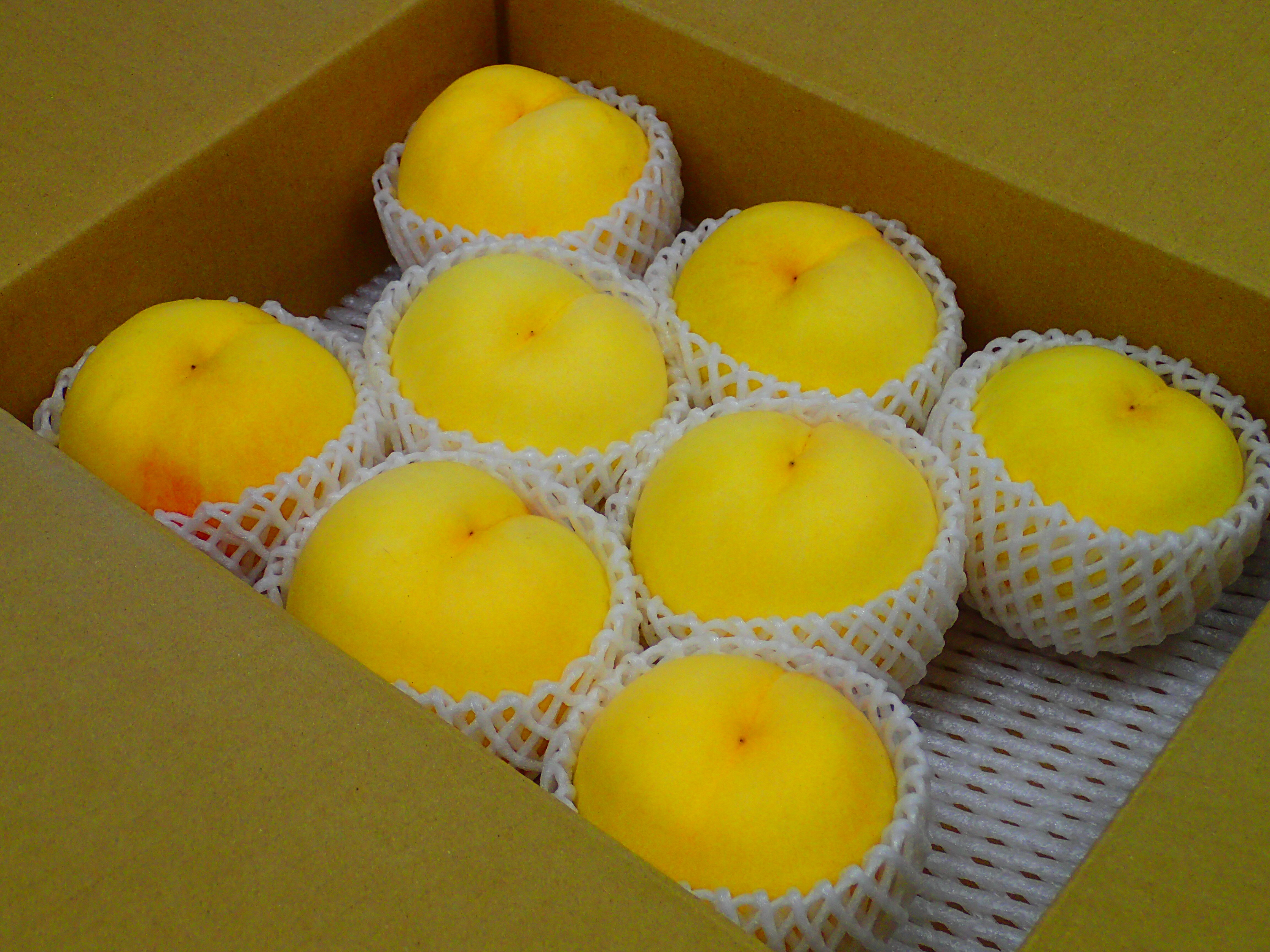 黄桃『品種は何が届くかお楽しみ♪』 1.5kg(3-6玉)