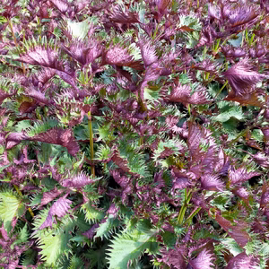 【しそジュースの素】青森県産　しそ（紫蘇、シソ）