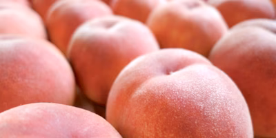 今年も献上決定！ 献上桃の郷：桑折町の桃農家さんに「皇室献上」の舞台裏を聞いてみました。