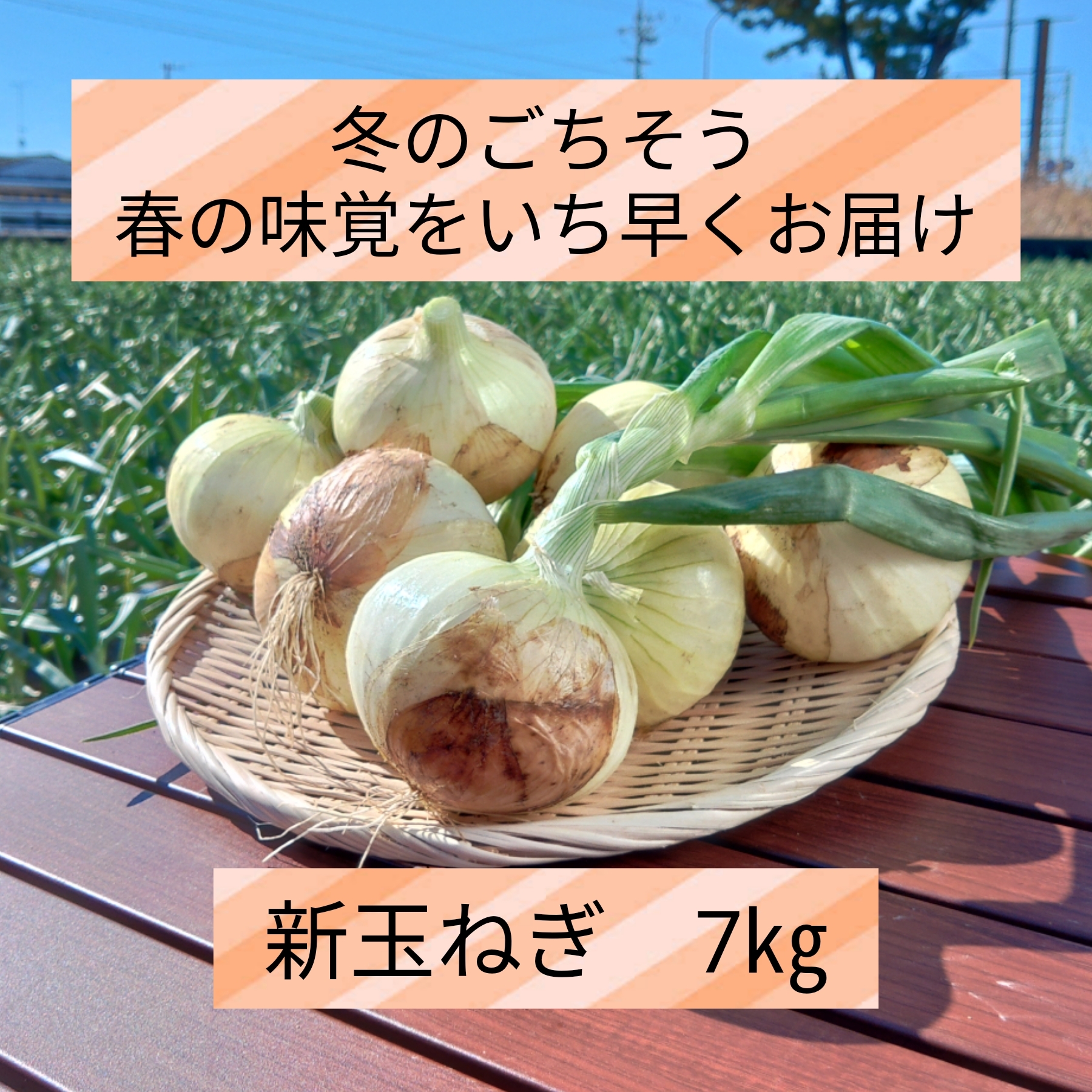 静岡県産新玉ねぎ 混合 白、黄色 10kg 送料 - 野菜