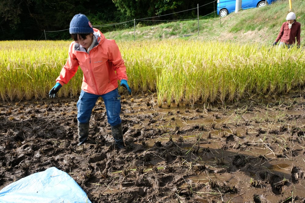 稲刈りは筋トレなんだ 山梨に実在したカロリー循環型の持続可能な援農の物語 農家漁師から産地直送の通販 ポケットマルシェ