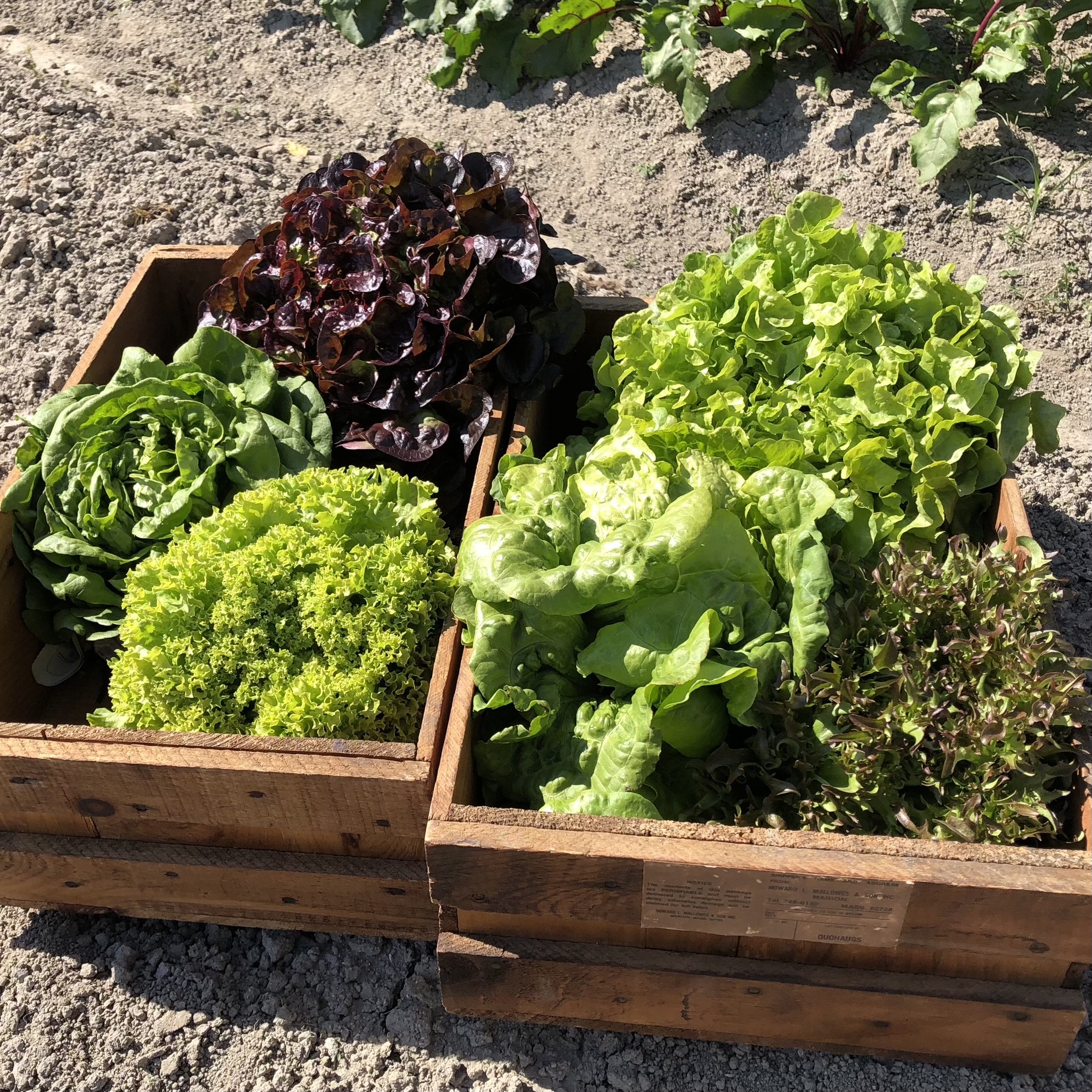 誠実 九州各県産 レタス サニーレタス グリーンリーフレタスのレタス3種セット