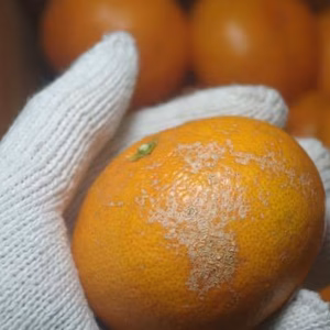 peru様専用出品【農薬不使用】無農薬有田みかん　正味5kg