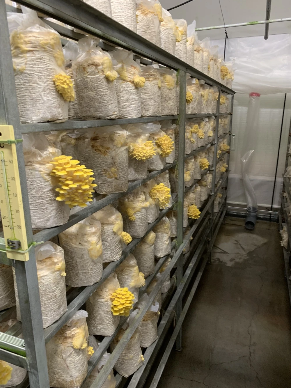北海道産 乾燥たもぎ 20g×4袋　2セット