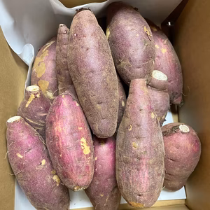 BMさつま芋　１．５キロ　訳ありS～SSサイズ８本くらい　