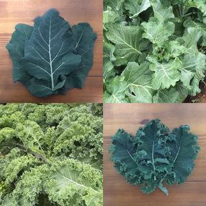 ケール２種セット（各500g）　＜農薬・化学肥料不使用＞