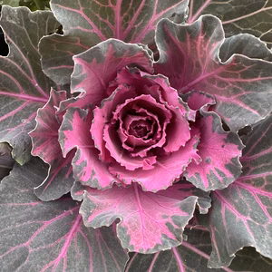 【葉牡丹／紅白／４本】畑からそのまま、土付きでお届けします。切花でも元気。