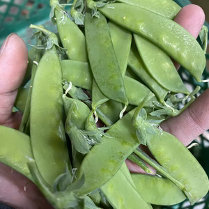 自然栽培　絹さやエンドウ