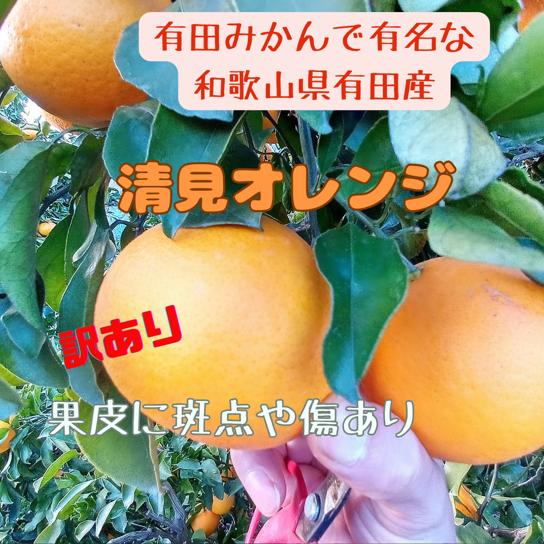 和歌山県産 清見オレンジ 箱込み5kg - 果物