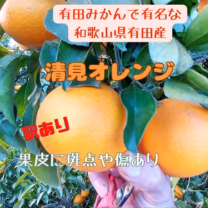 清見　きよみ　清見オレンジ　和歌山県有田産　　見た目が訳あり品